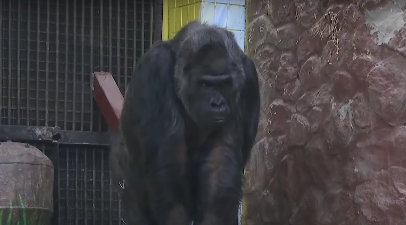 Не играет и не ест: в киевском зоопарке заболела горилла Тони