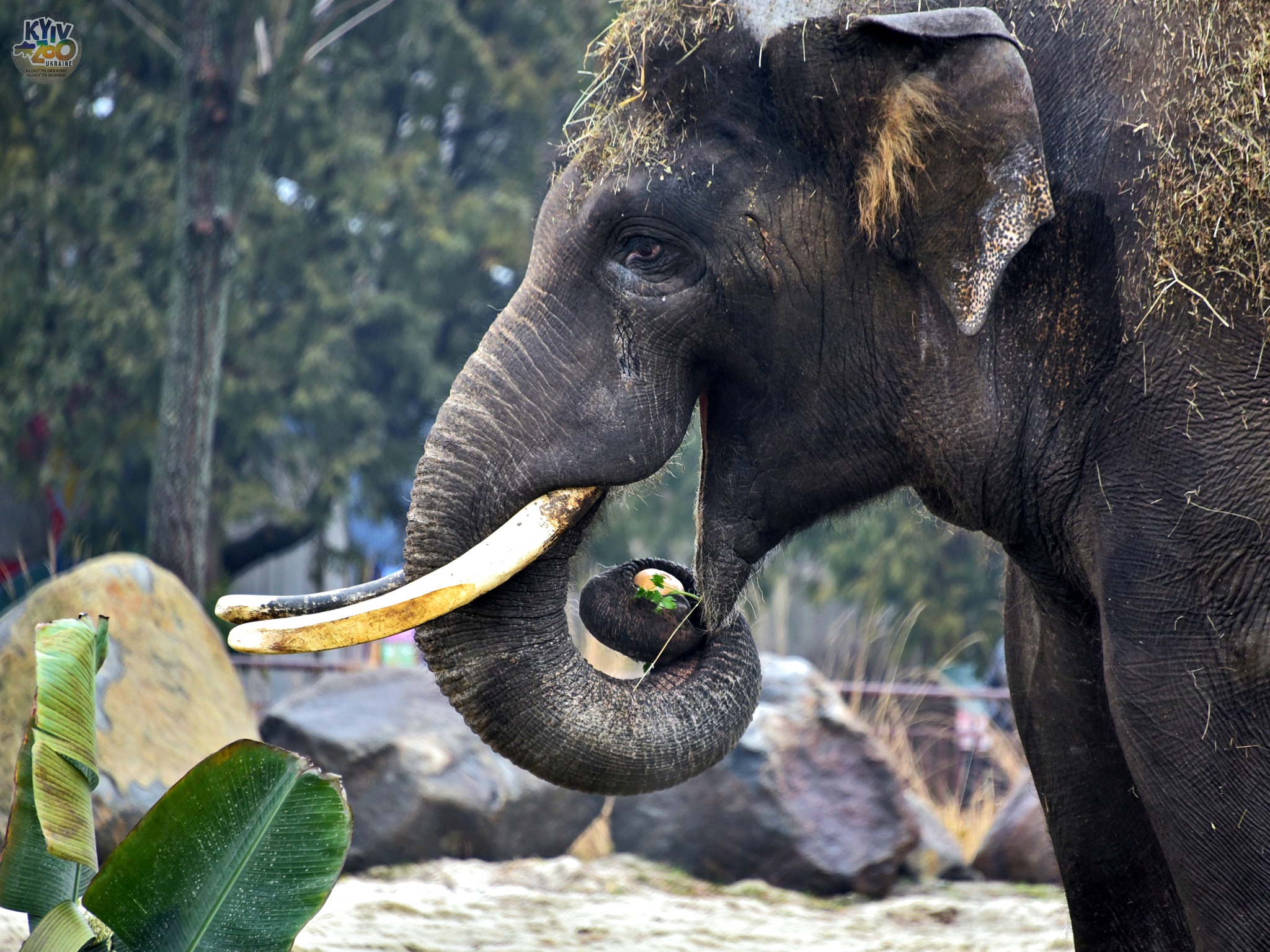14 лютого, святкує своє 19-річчя найбільший мешканець Київського зоопарку — слон Хорас
