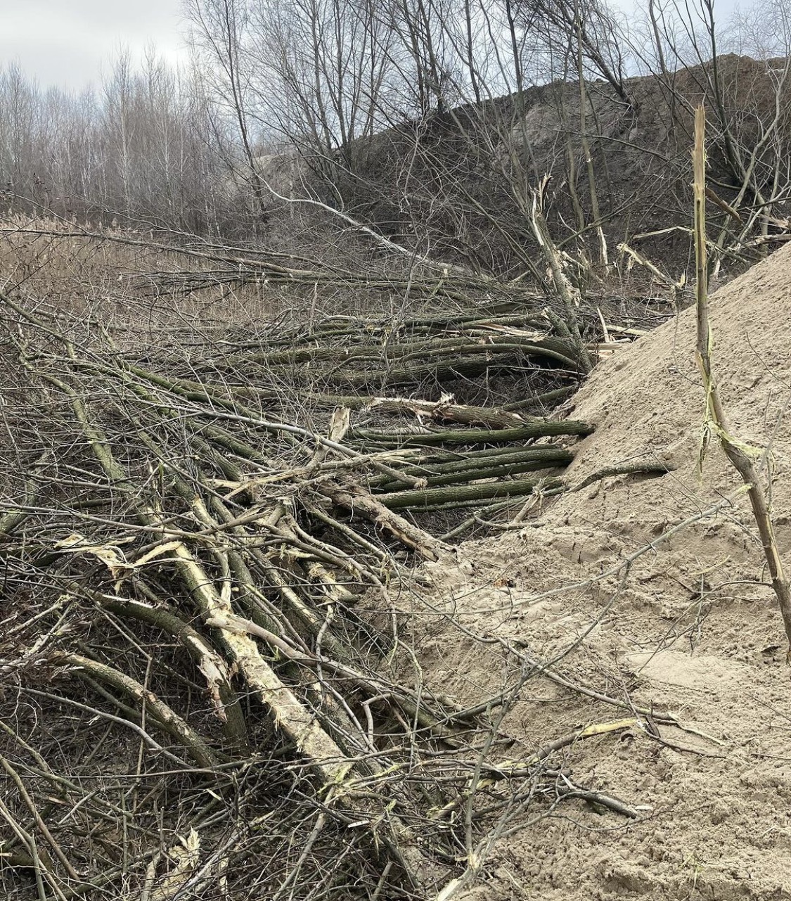Забудовник Stolitsa Group почав руйнувати ліс на території екопарку “Осокорки”