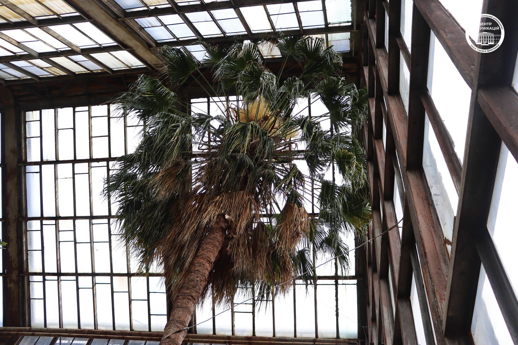У столичному ботсаду зацвіла найстаріша в Європі пальма Лівістона
