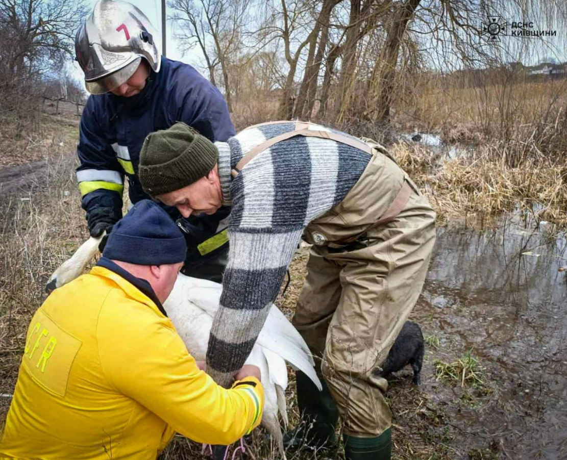 На Київщині невідомі поранили лебедя дротиками: що сталось с птахом