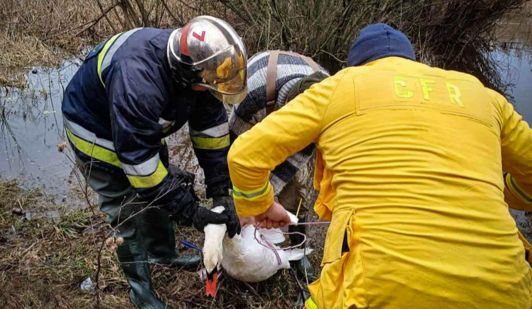 На Київщині невідомі поранили лебедя дротиками: фото