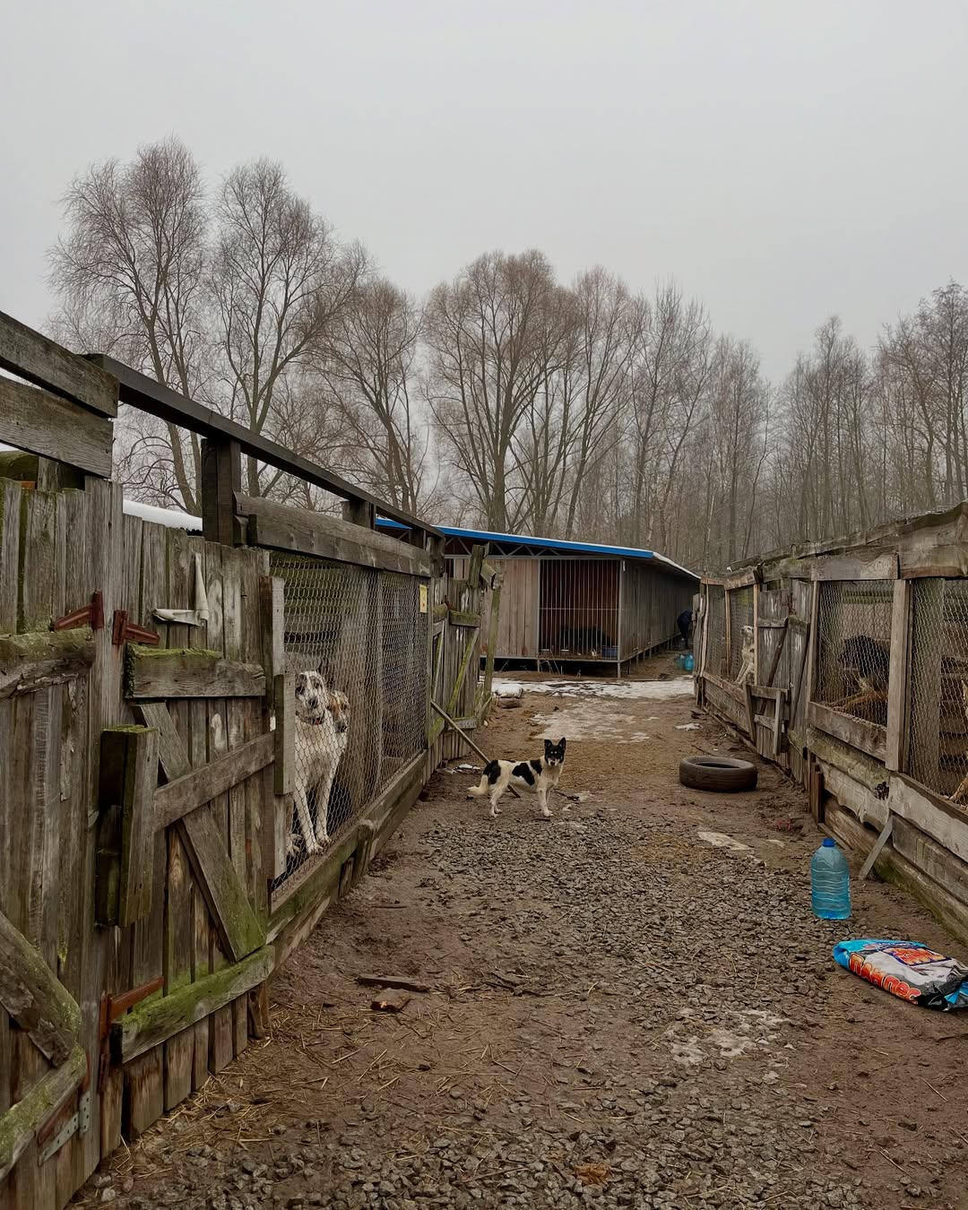 Поліція перевіряє притулок на Київщині щодо неналежного утримання тварин: подробиці