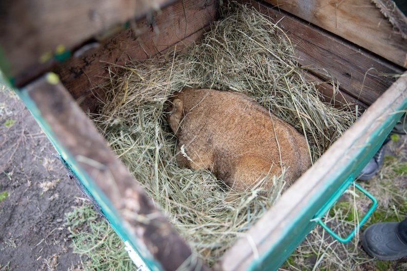 Коли в Україні чекати весни у 2026 році: традиційний прогноз бабака Тимка
