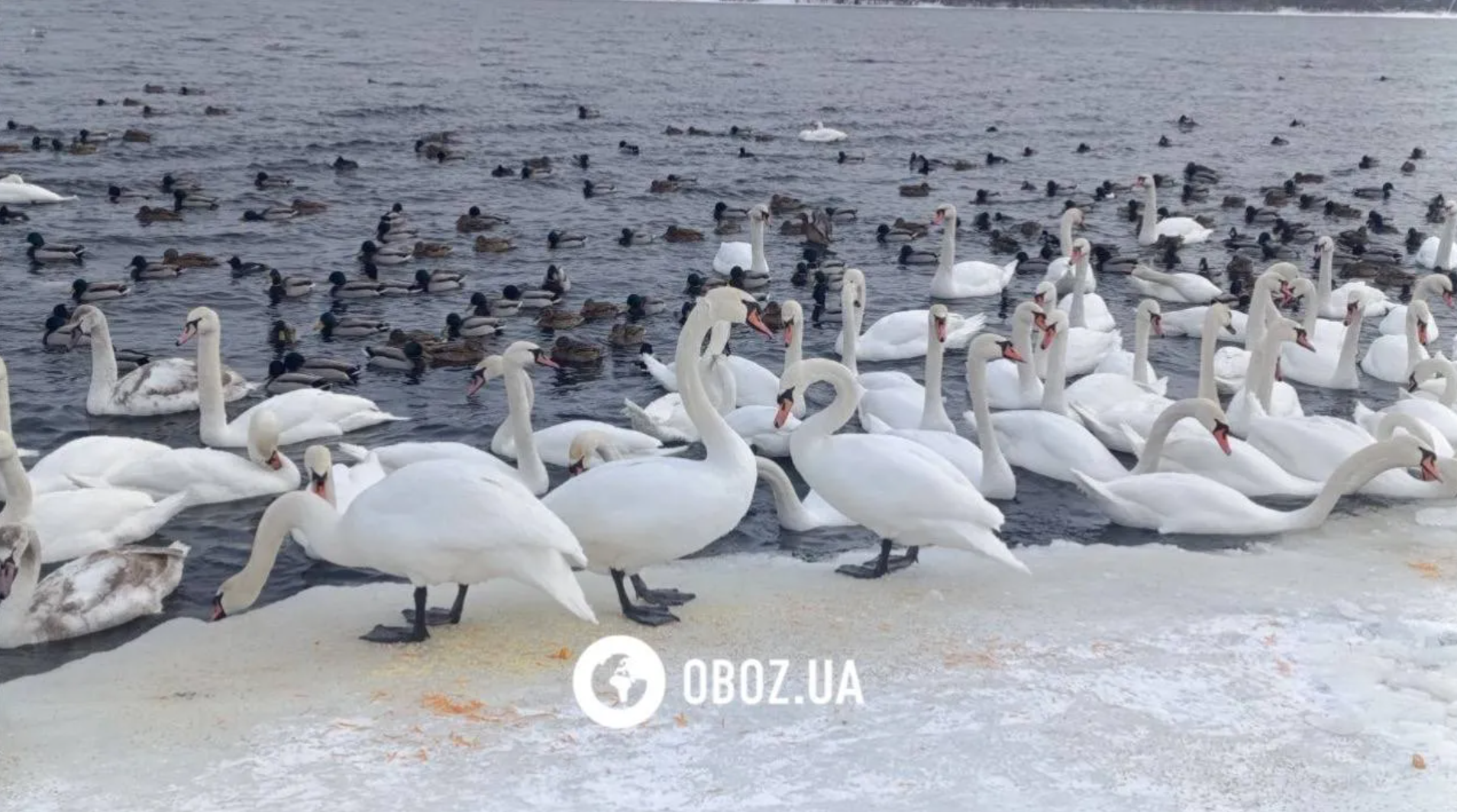 Біля "Моста-хвилі" на Оболоні оселилися лебеді