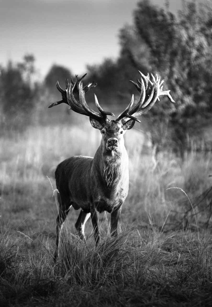 На Київщині застрелили оленя Руні, який мав найбільші роги в Україні: що відомо