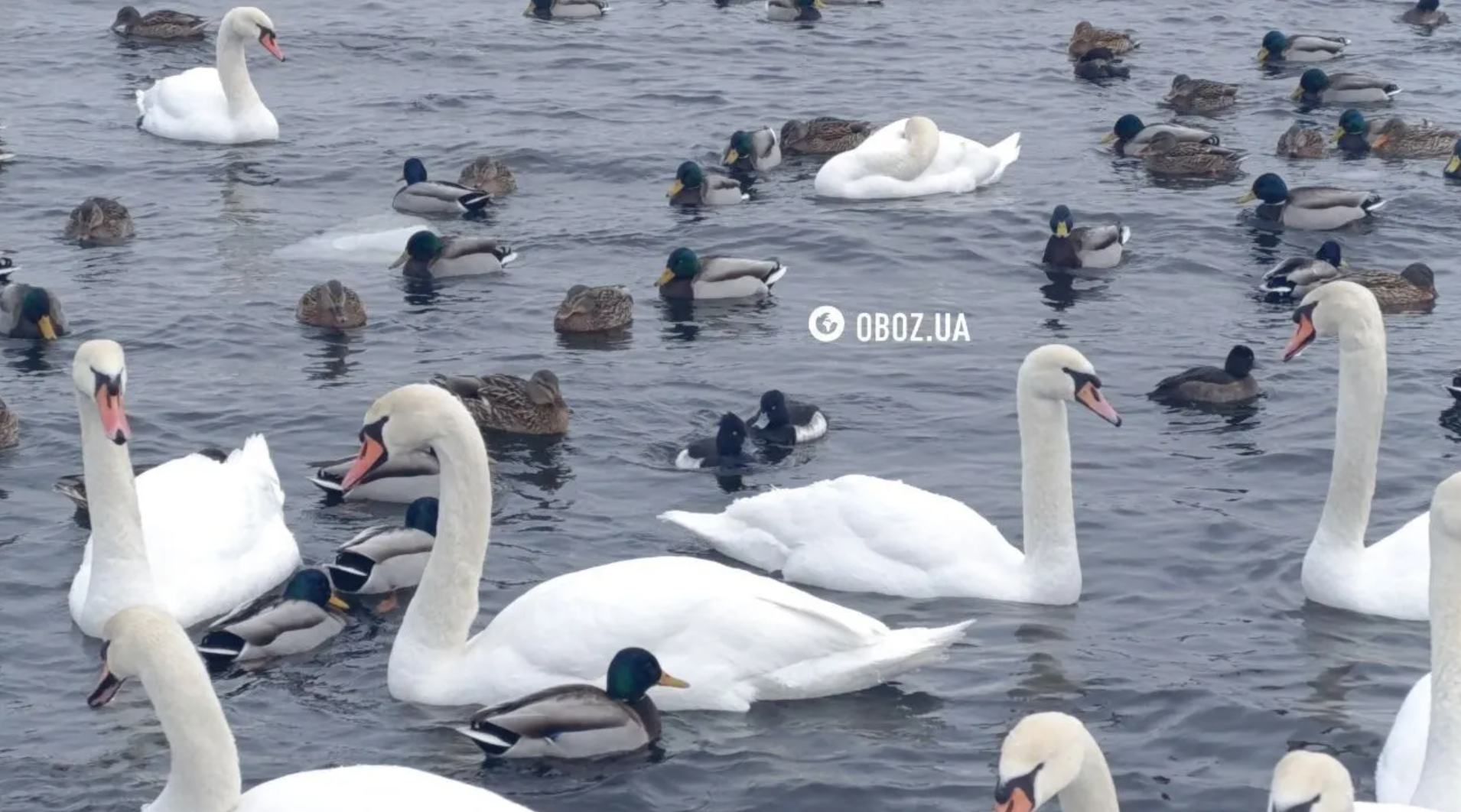 Біля "Моста-хвилі" на Оболоні оселилися лебеді