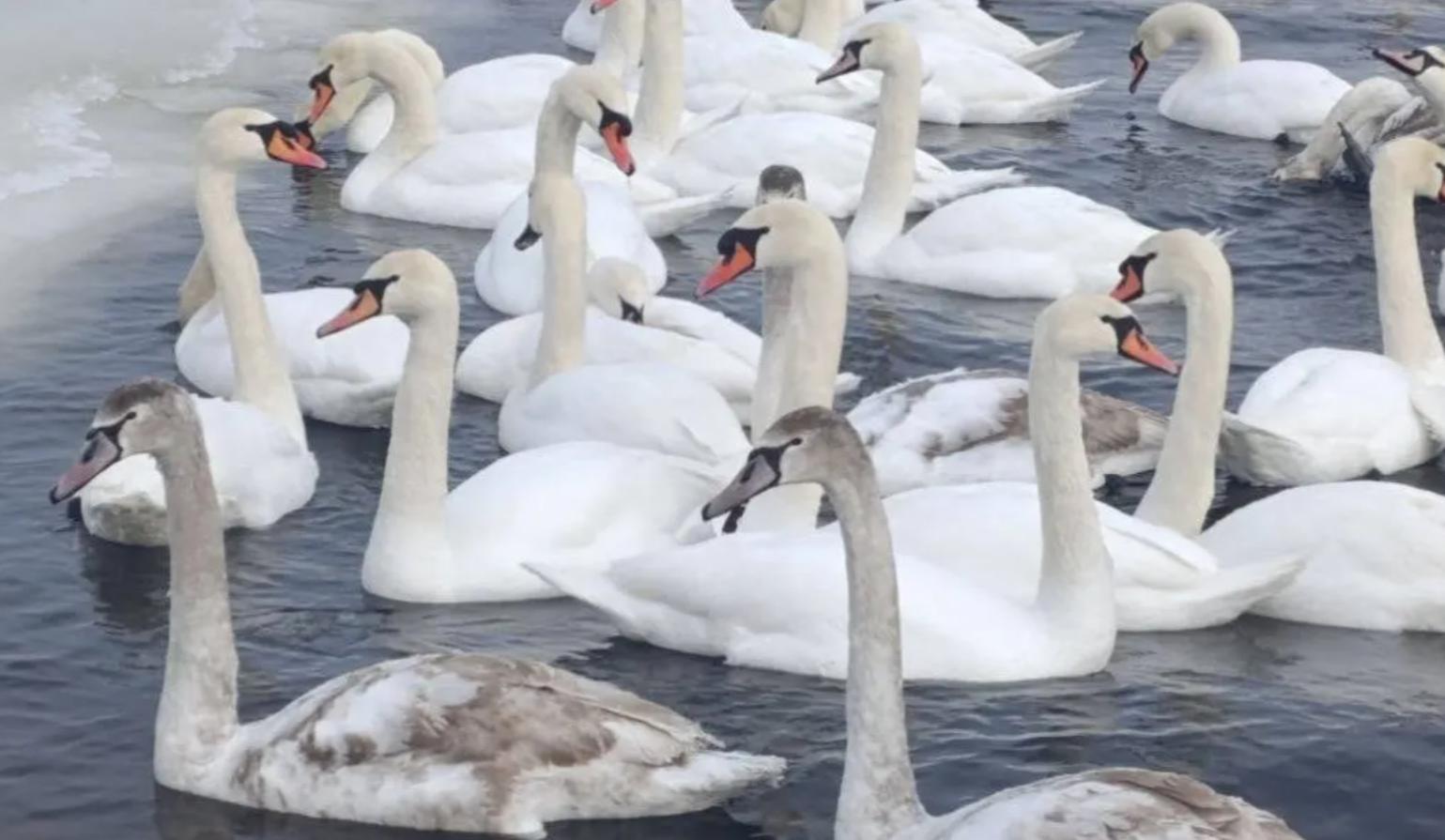 Десятки лебедів оселилися біля "Моста-хвилі" на Оболоні: фото