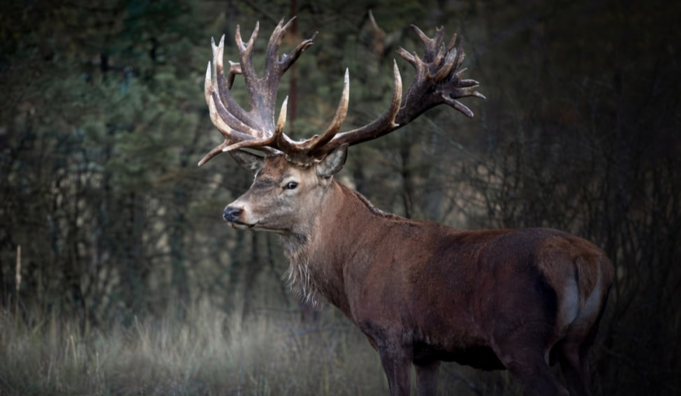Вбивство оленя Руні на Київщині: поліція відкрила кримінальне провадження