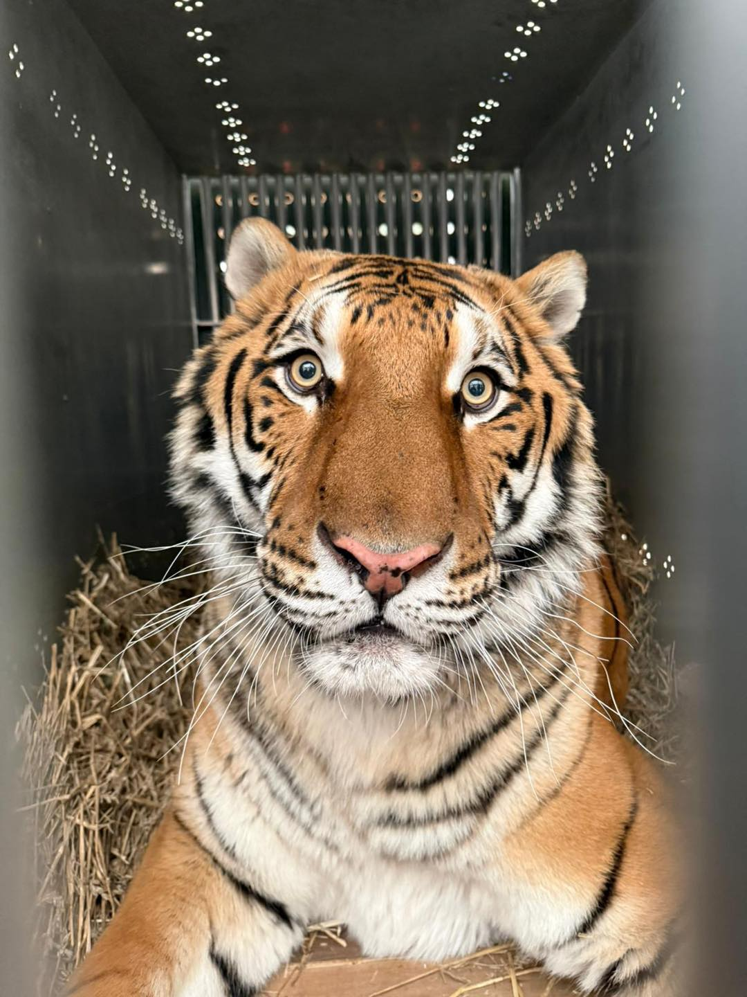 Тигра та рись з притулку на Київщині відправили на реабілітацію за кордон