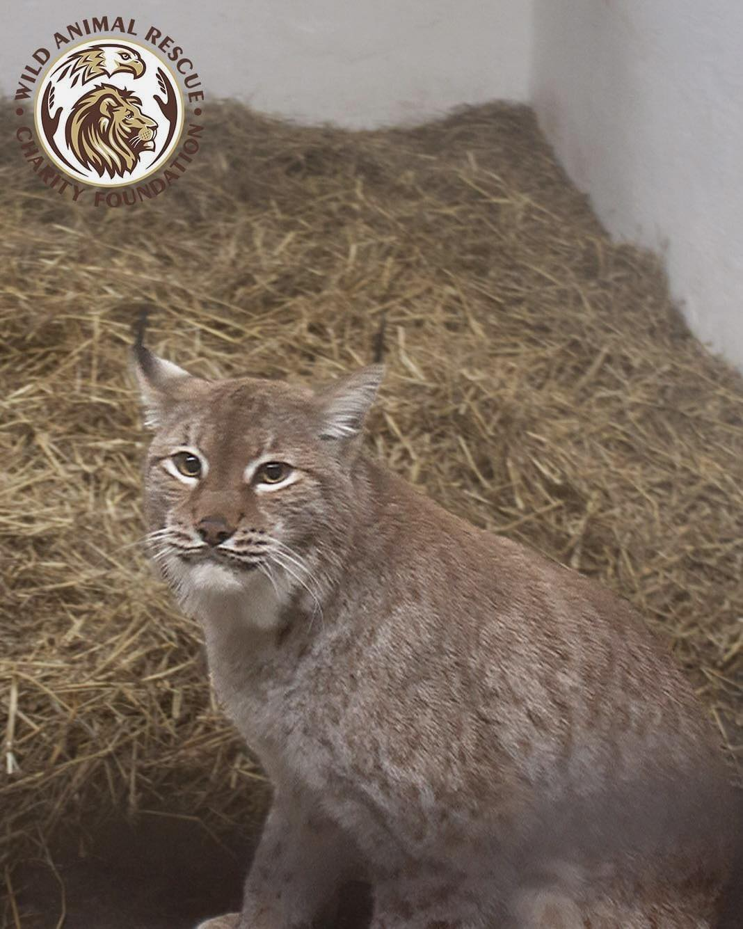 Тигра та рись з притулку на Київщині відправили на реабілітацію за кордон