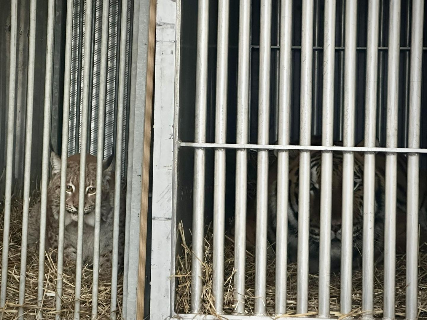 Тигра та рись з притулку на Київщині відправили на реабілітацію за кордон