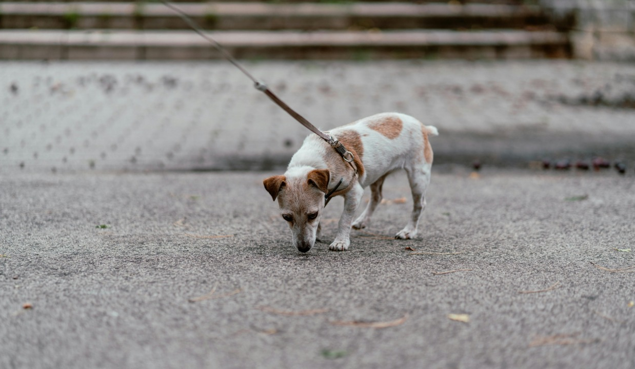 Комфортне життя з домашніми улюбленцями: оновлена інтерактивна мапа Києва