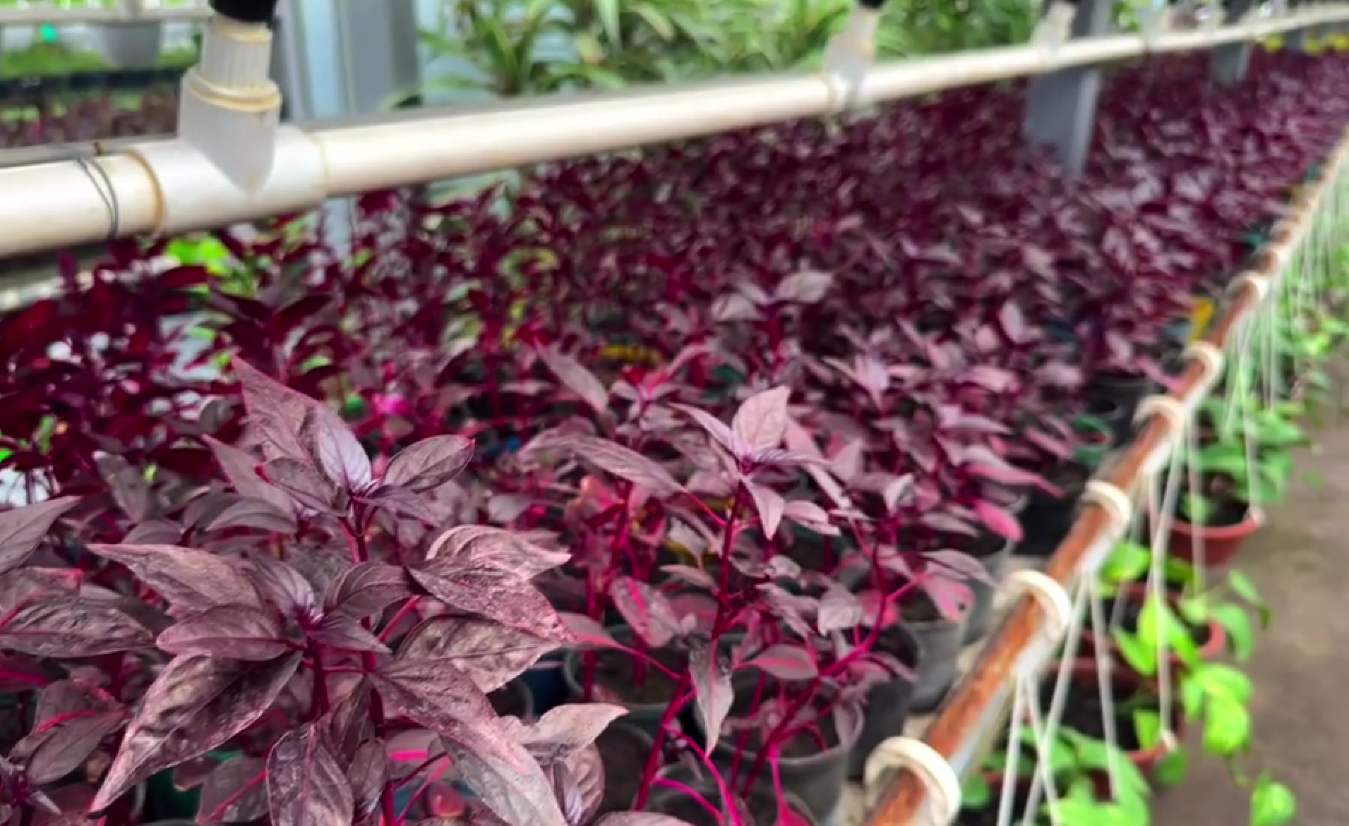 В оранжереях готують тисячі квітів для прикрашання Києва