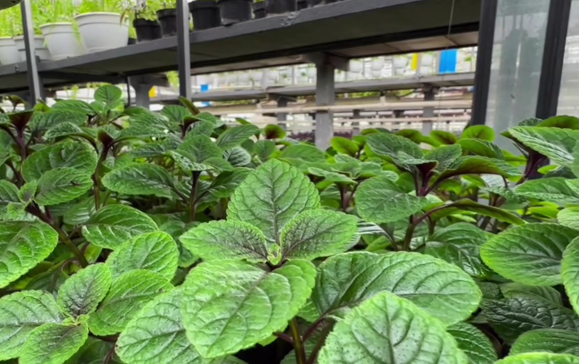 В оранжереях готують тисячі квітів для прикрашання Києва