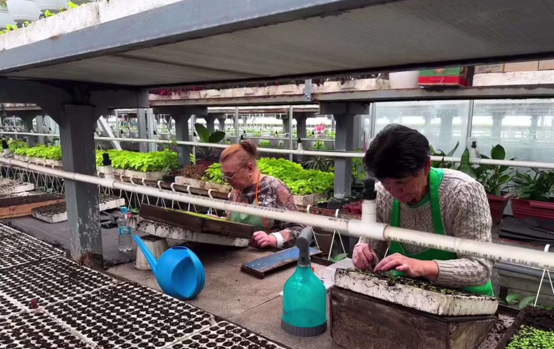 В оранжереях готують тисячі квітів для прикрашання Києва