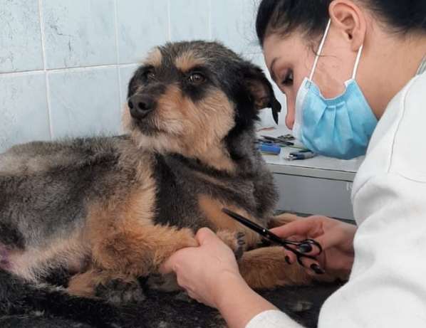 В Киеве животные, которых будут забирать из приюта, пройдут процедуру груминга бесплатно
