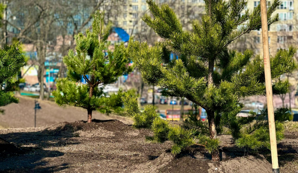 В Києві у Солом'янському парку посадили 70 дерев та кущів: фото