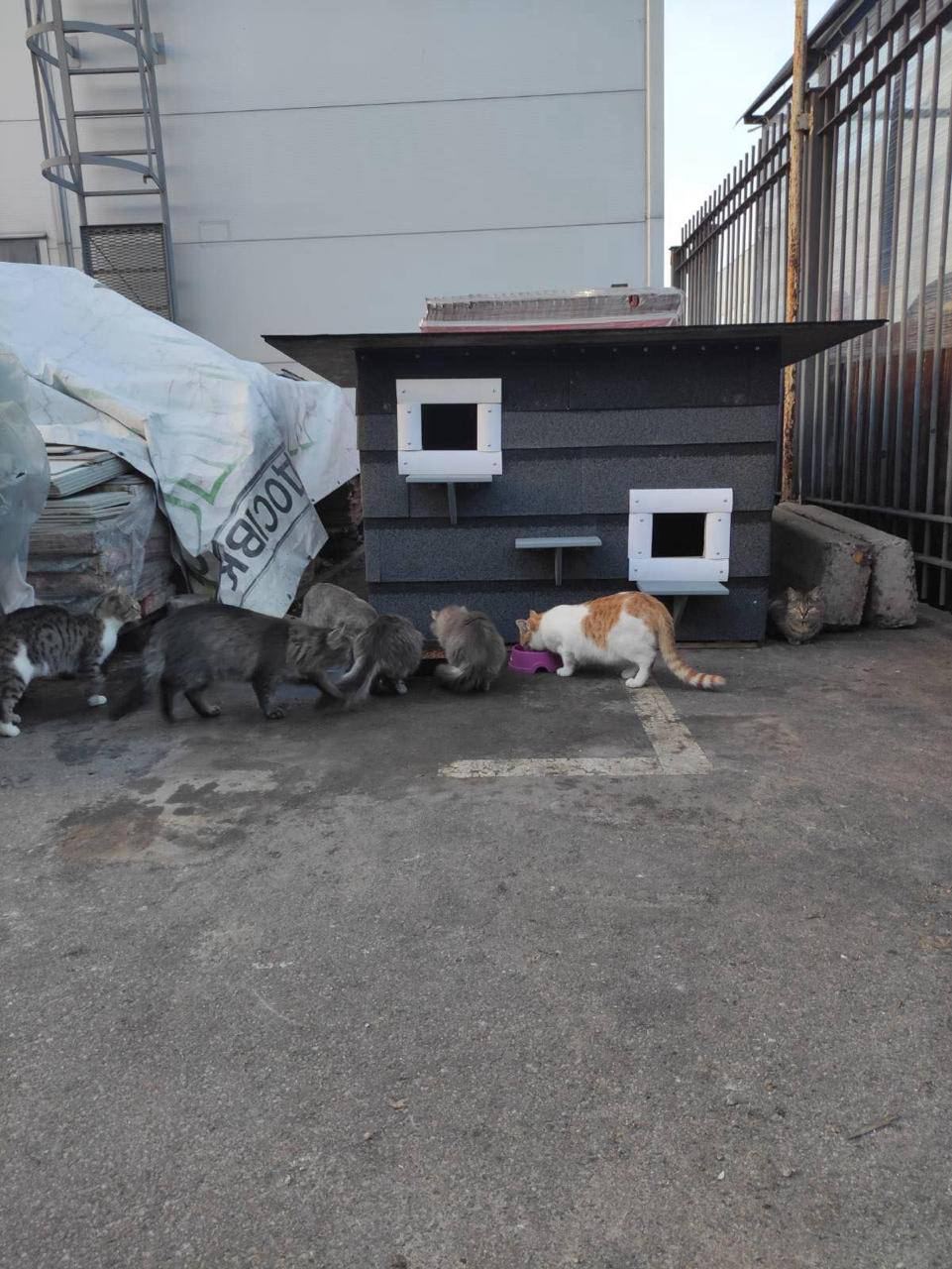 В селі Ходосівка на Обухівщині, на території мегамаркету встановили будиночок для вуличних котів