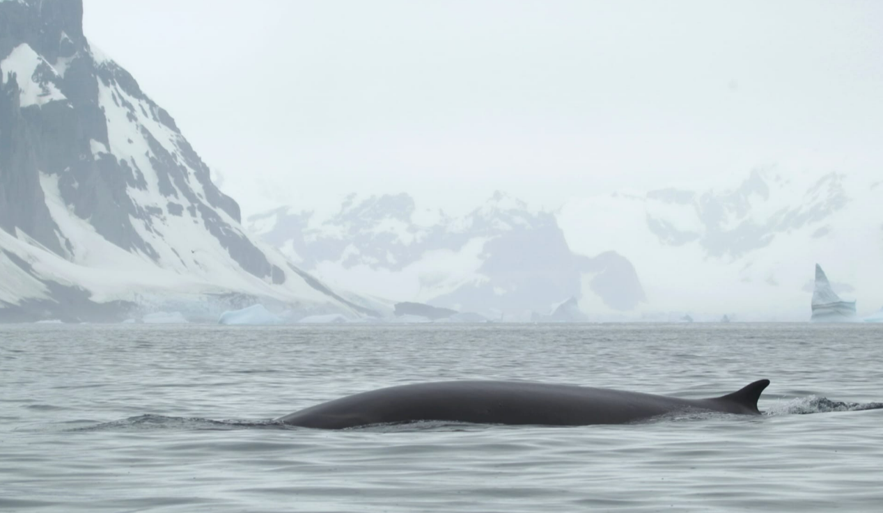 Українські полярники вперше зафільмували фінвала — одного з найбільших китів у світі: фото