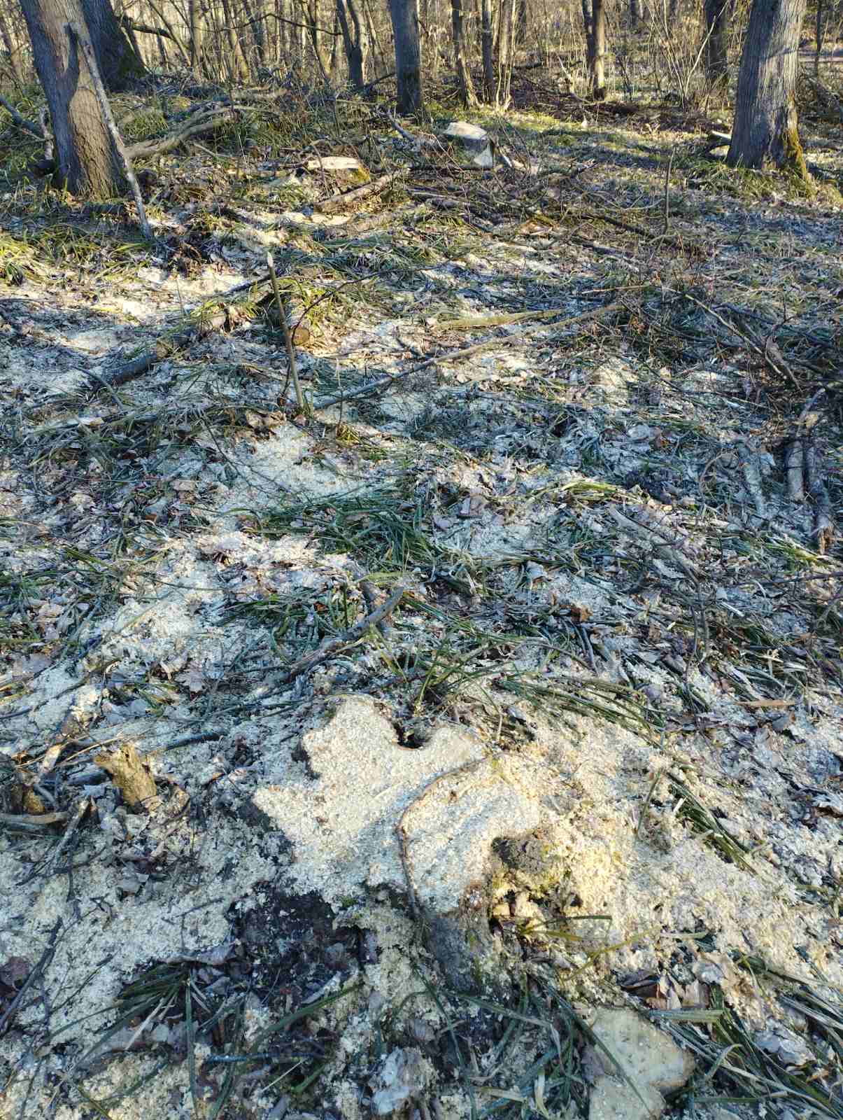 У лісі біля села Іванковичі Київської області, лісники незаконно вирубують дерева у місцях росту червонокнижних підсніжників