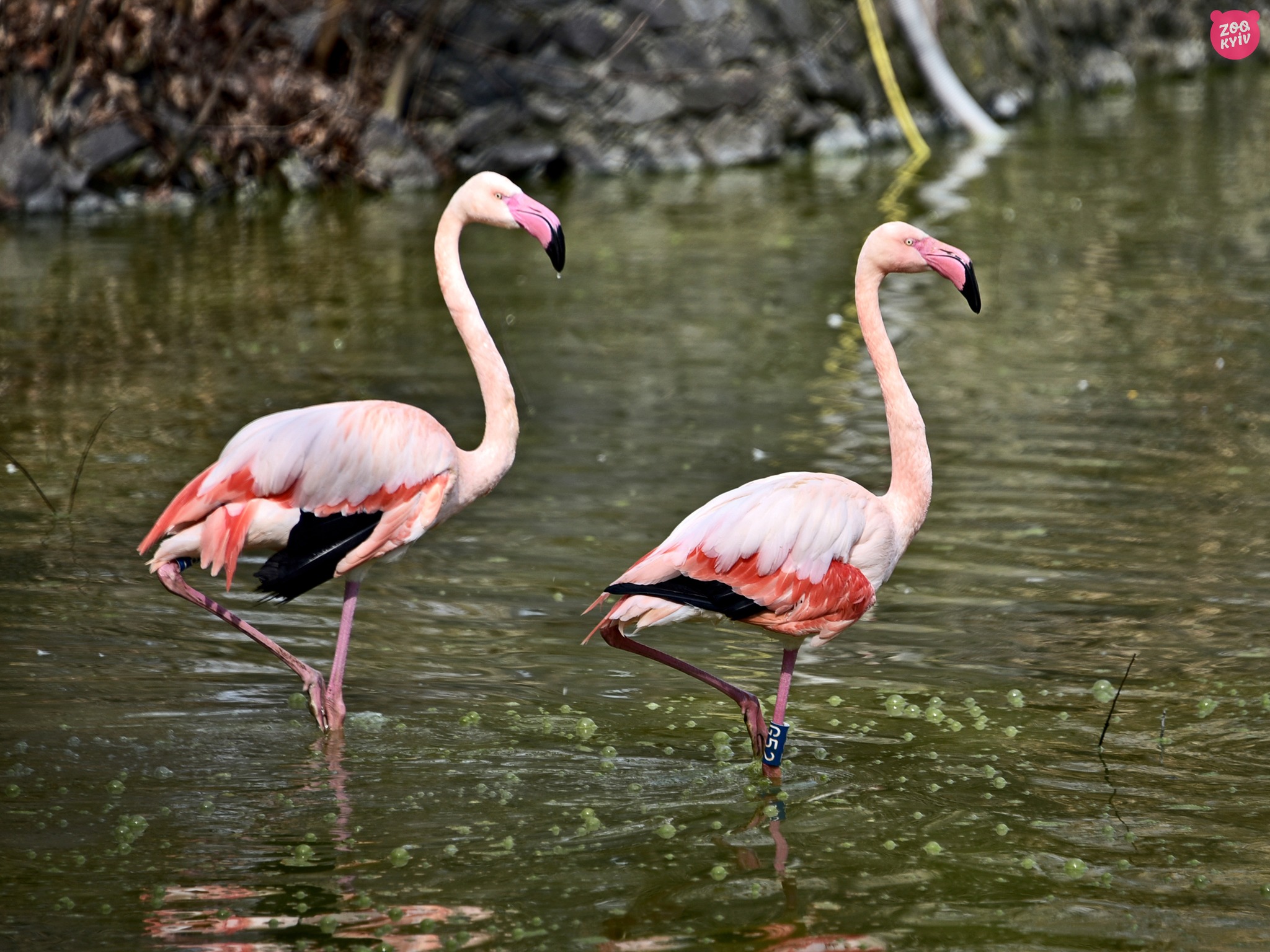Рожеві фламінго Київського зоопарку повернулись на літні озера