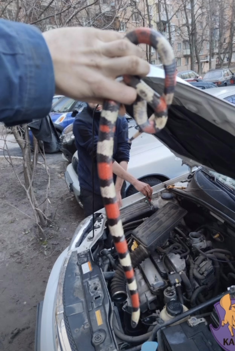 Киянка виявила змію під капотом власного автомобіля