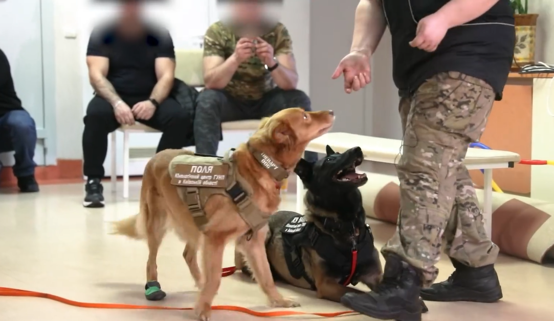 Собаки поліції Київщини допомагають військовим у реабілітації