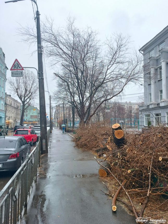 У Києві зрубали 70-річну шовковицю на Подолі біля ліцею №19 