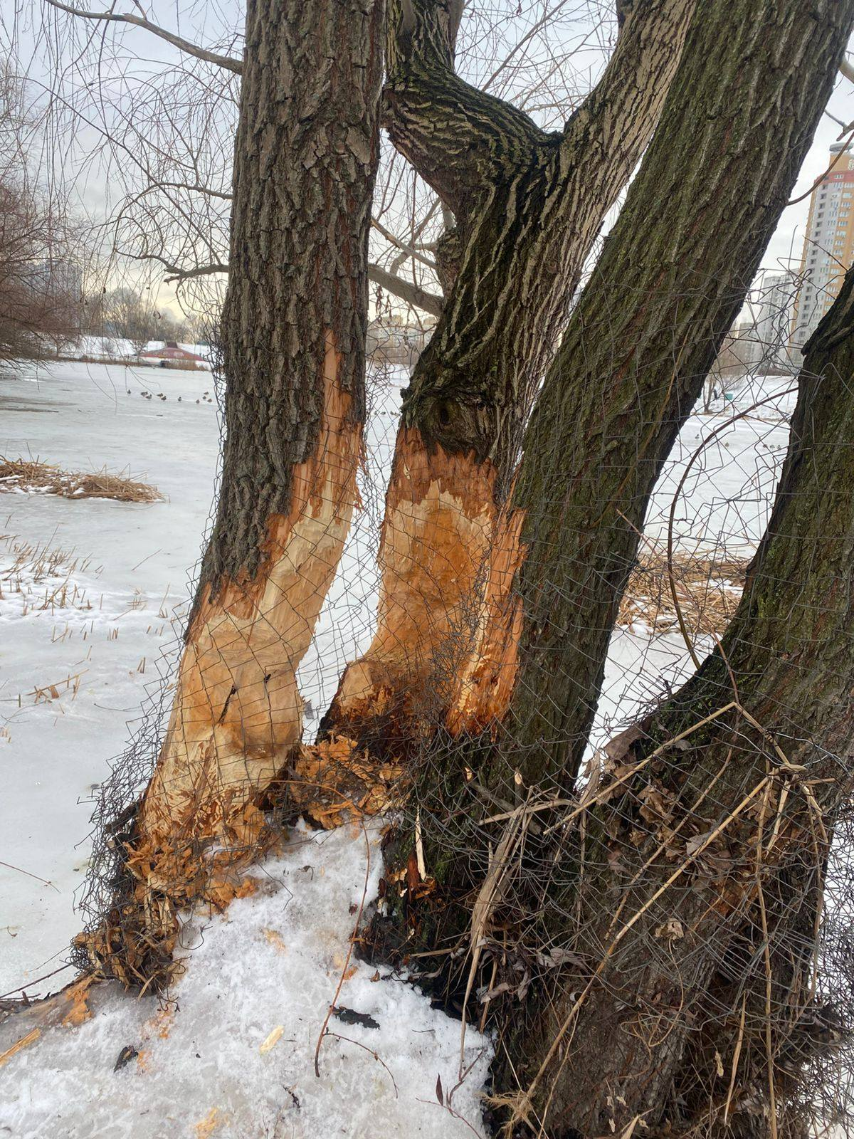 На Позняках у Києві комунальники рятують дерева від бобрів: фото