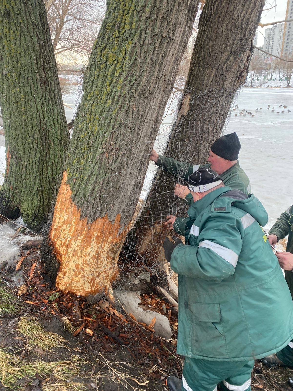 На Позняках у Києві комунальники рятують дерева від бобрів: фото