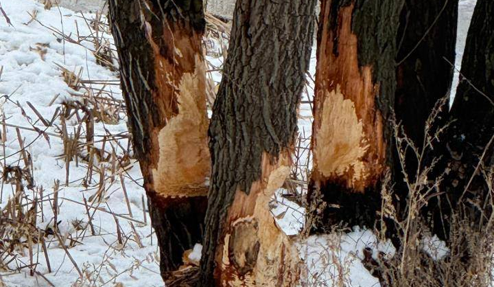 На Позняках комунальники рятують дерева від бобрів: фото