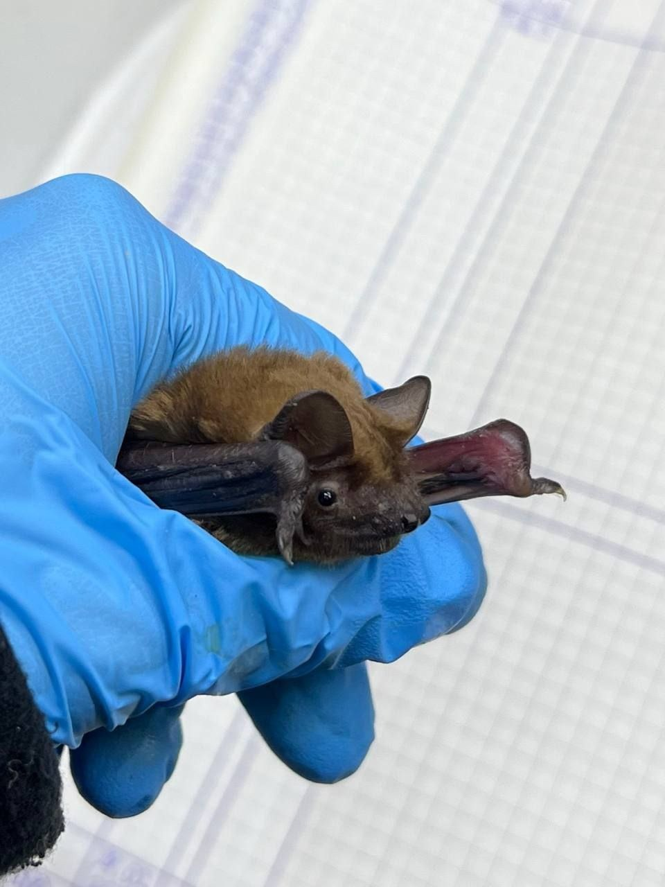 На Київщині від сильних морозів врятували колонію кажанів