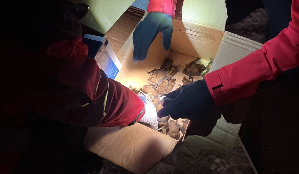 На Київщині від сильних морозів врятували колонію кажанів