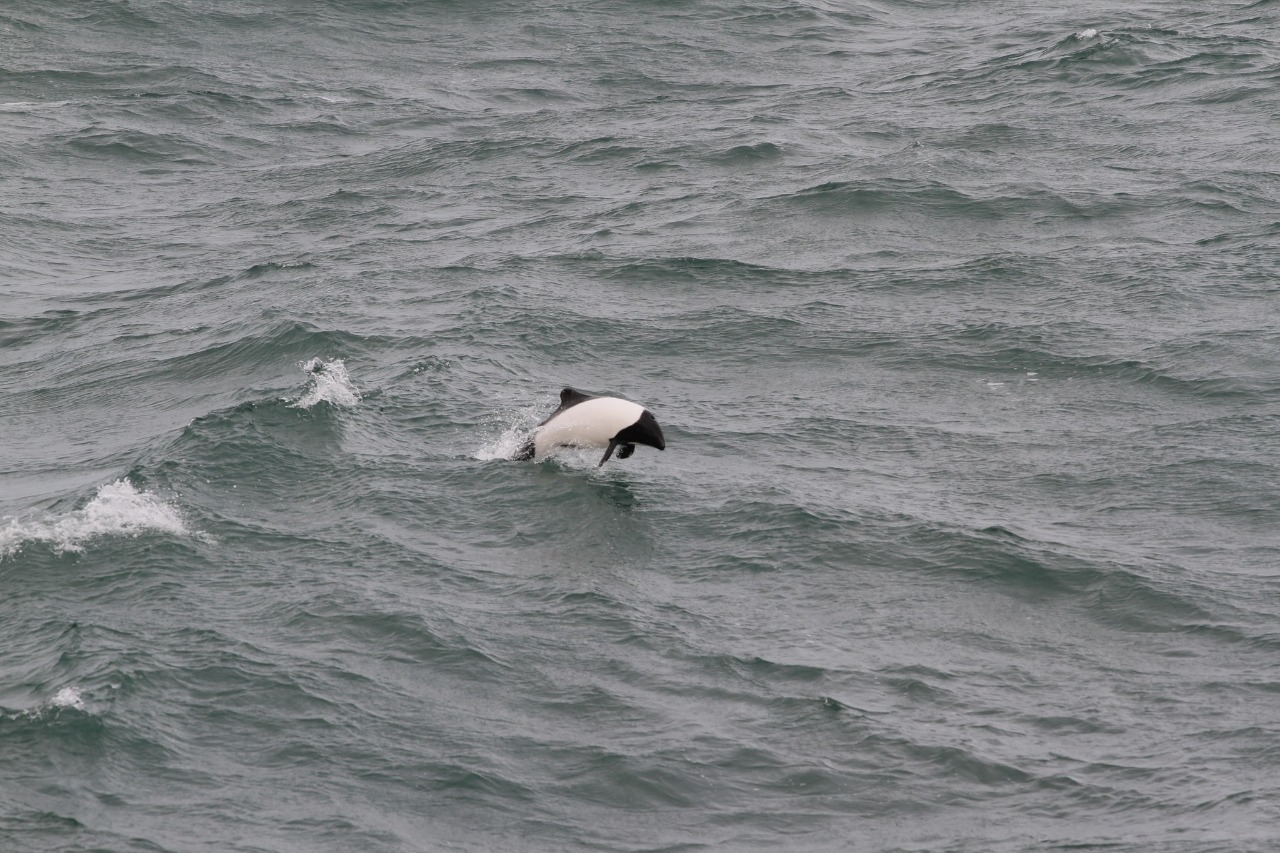 На антарктичній станції "Академік Вернадський" стартувала перезмінка команд: фото