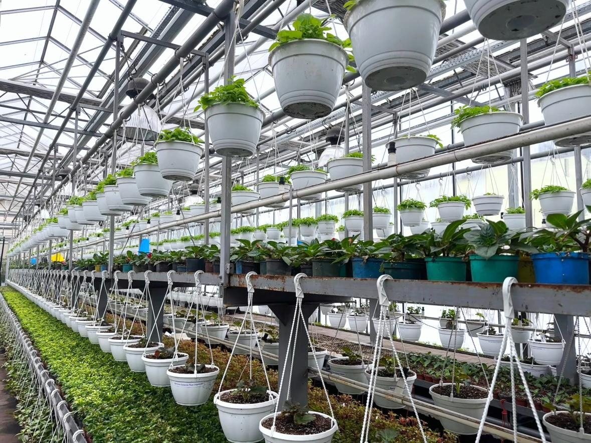 У 2026 році в Києві планують виростити понад 4 млн квітів