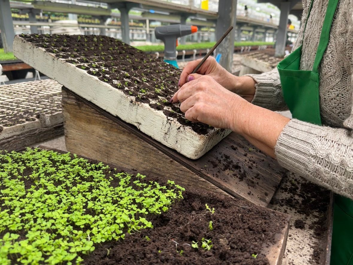 У 2026 році в Києві планують виростити понад 4 млн квітів