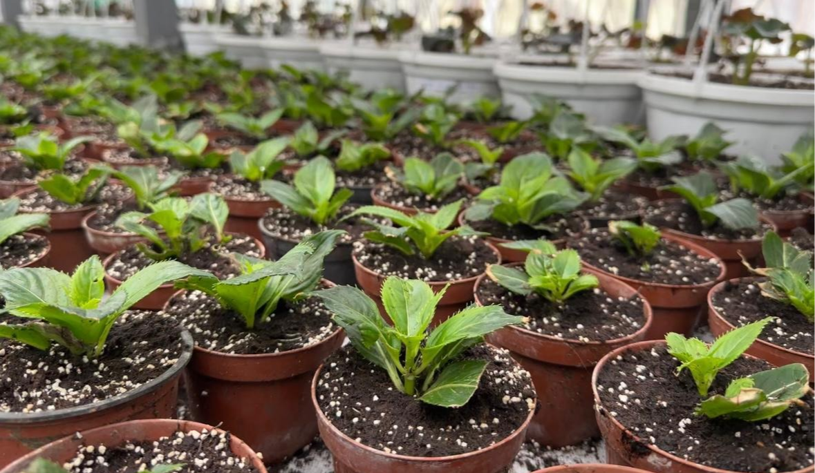 У 2026 році в Києві планують виростити понад 4 млн квітів: подробиці