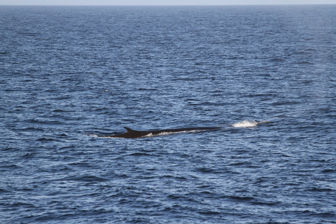 На антарктичній станції "Академік Вернадський" стартувала перезмінка команд: фото