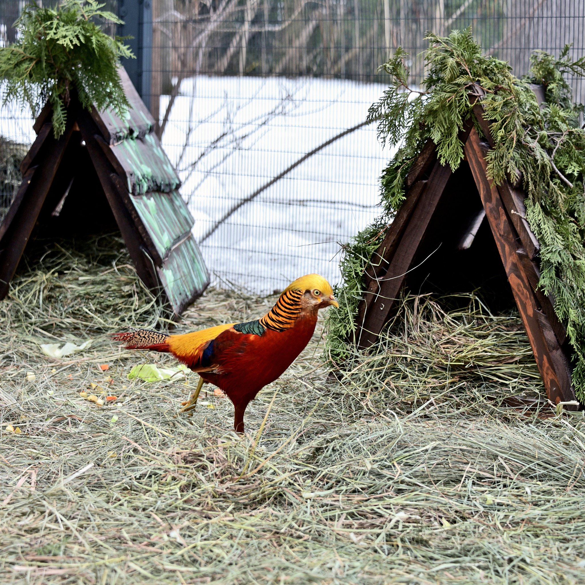 У КиївЗоо&nbsp;для фазанів облаштували нові "квартири"