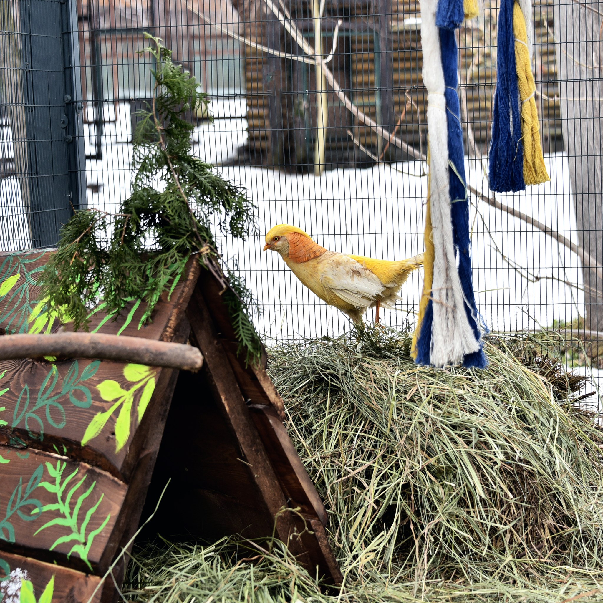 У КиївЗоо&nbsp;для фазанів облаштували нові "квартири"