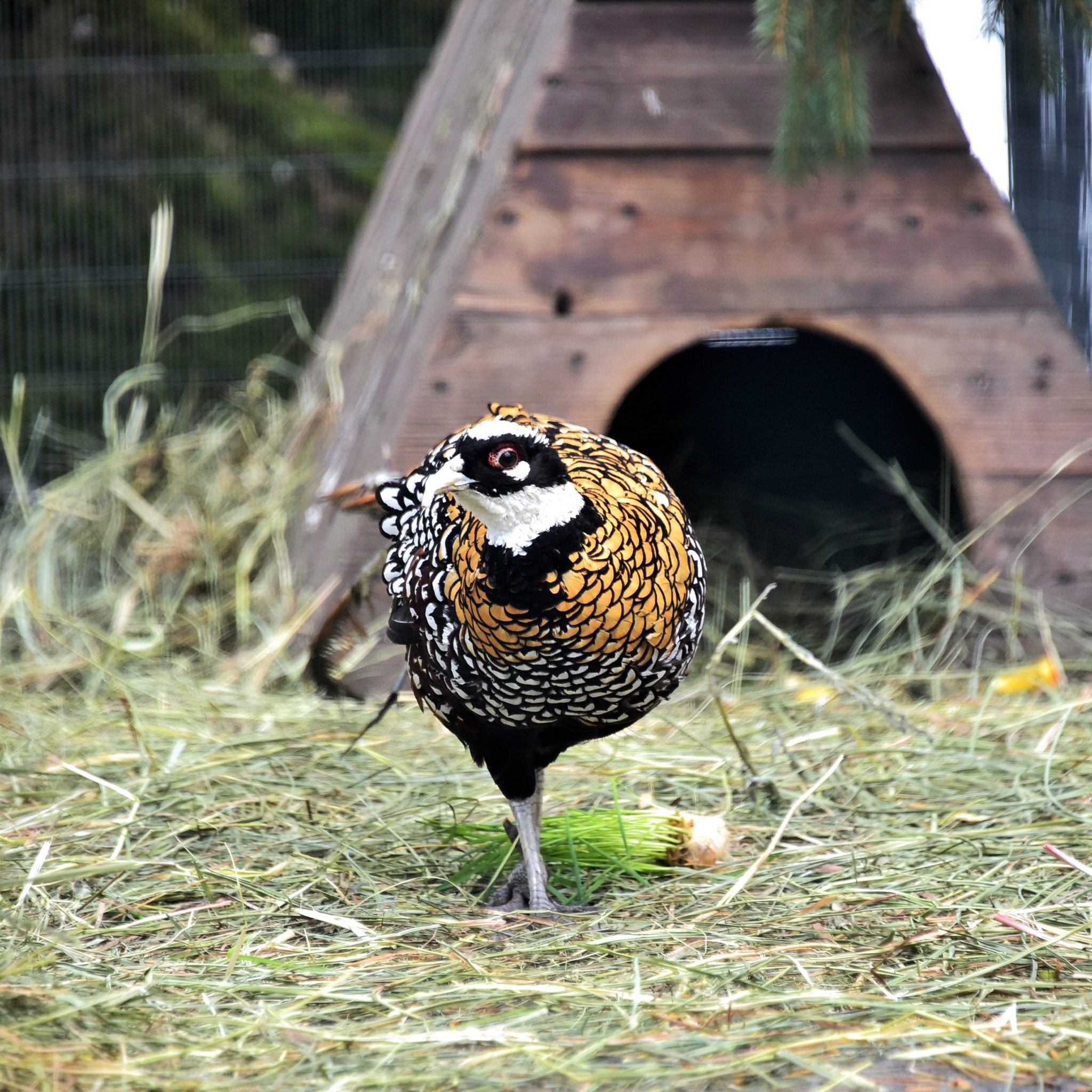 У КиївЗоо&nbsp;для фазанів облаштували нові "квартири"