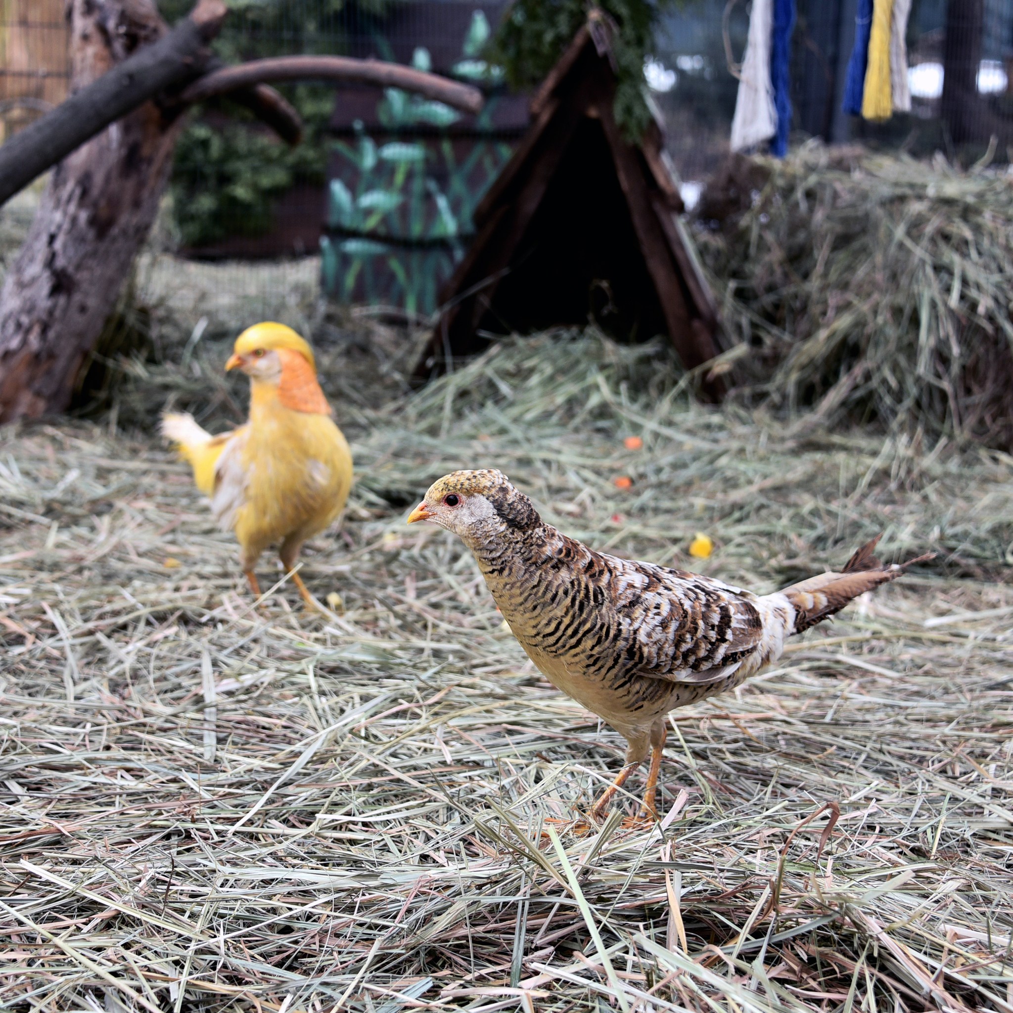 У КиївЗоо&nbsp;для фазанів облаштували нові "квартири"