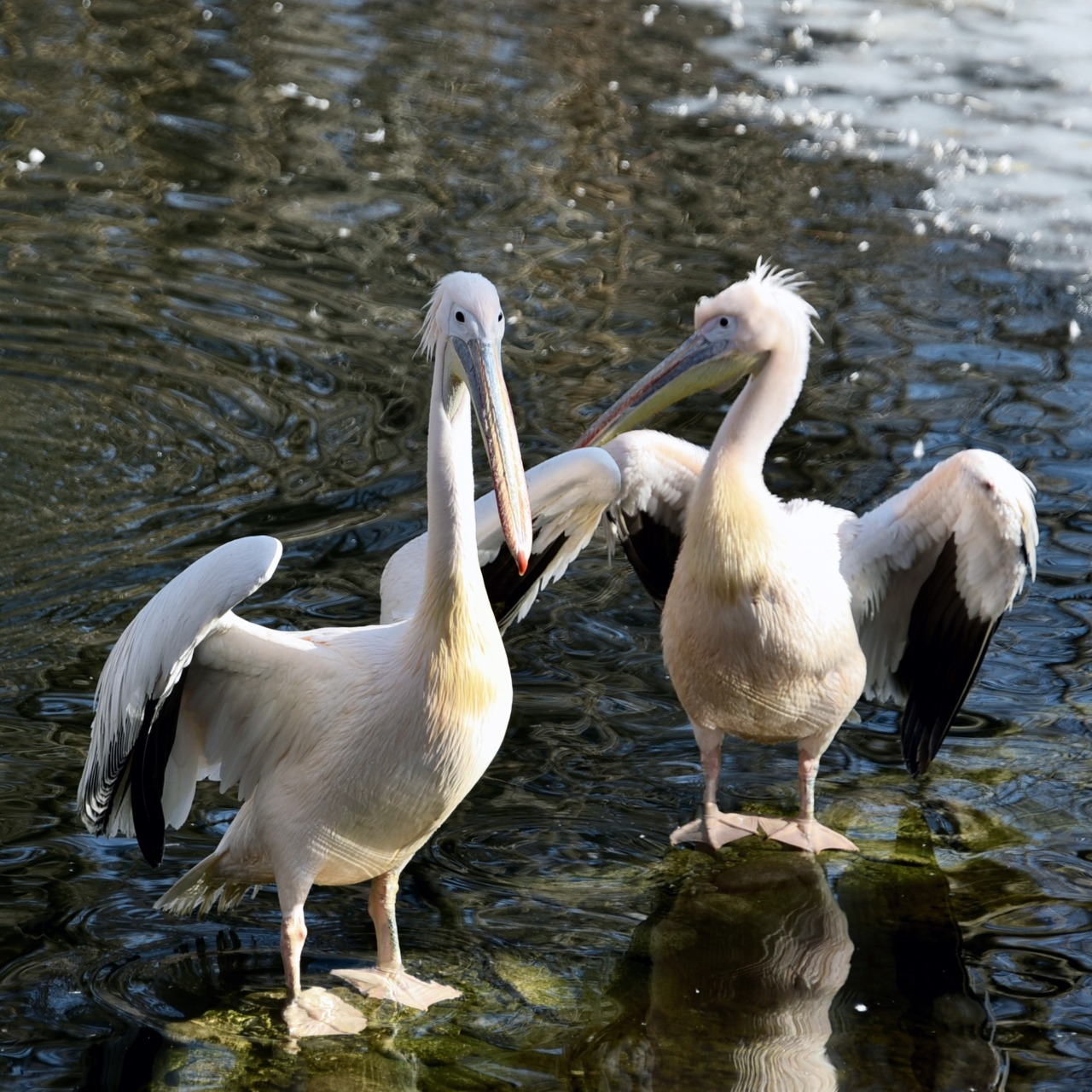 Початок сезону весняних переселень у КиївЗоо: на воду повернулися пелікани