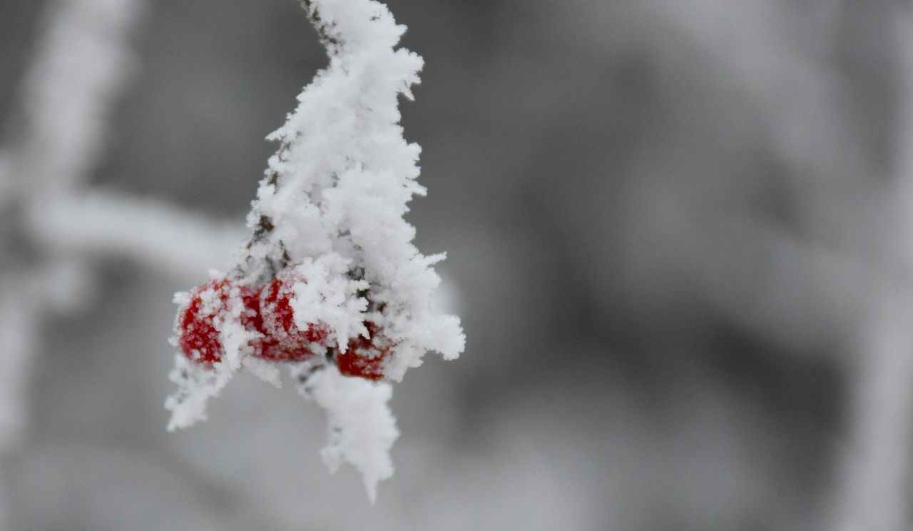 Цієї зими сніг у Києві протримався понад 2 місяці — один з рекордів останніх 35 років