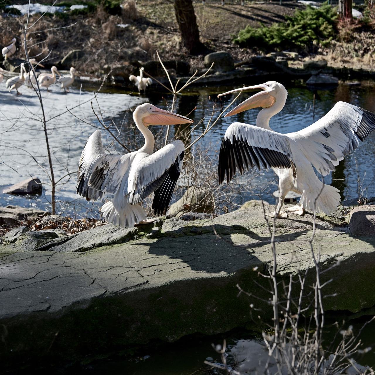Початок сезону весняних переселень у КиївЗоо: на воду повернулися пелікани