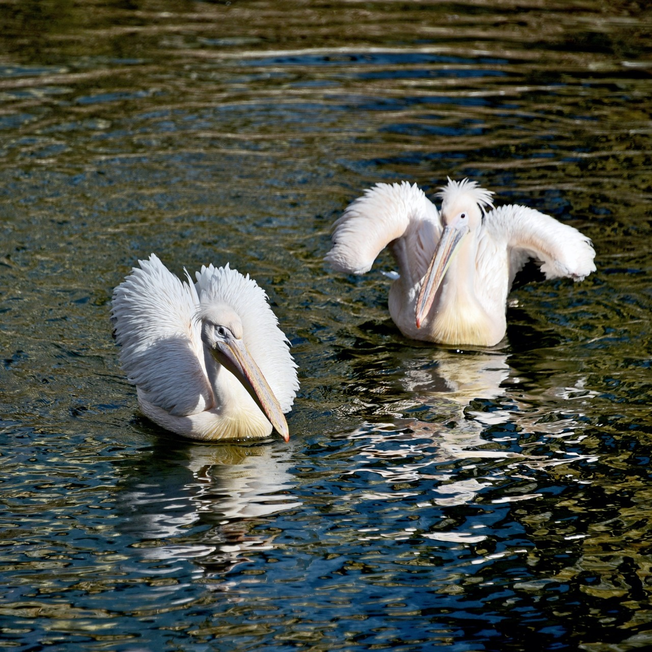 Початок сезону весняних переселень у КиївЗоо: на воду повернулися пелікани