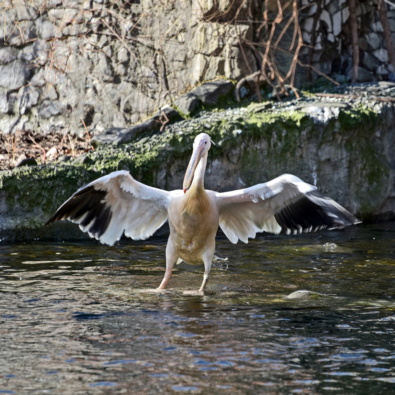 Початок сезону весняних переселень у КиївЗоо: на воду повернулися пелікани