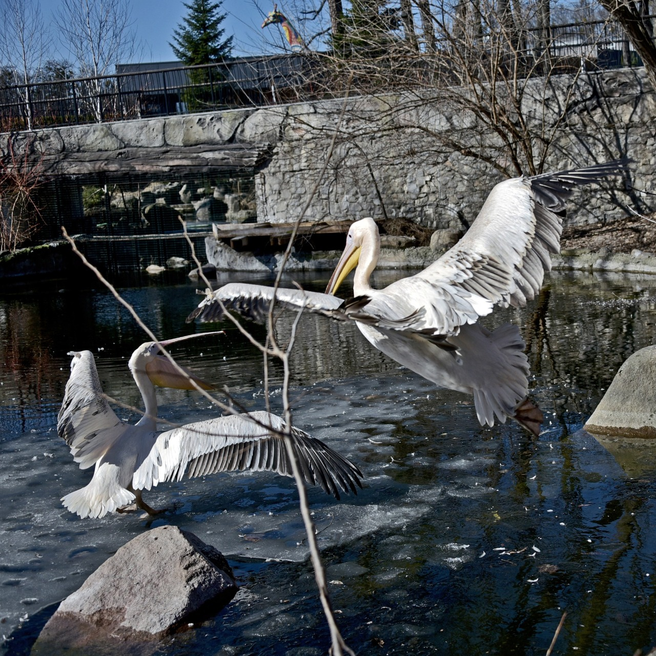 Початок сезону весняних переселень у КиївЗоо: на воду повернулися пелікани