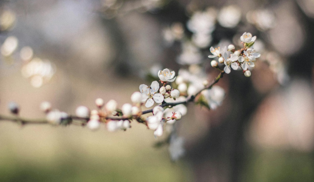 Весняне рівнодення: що це таке, точна дата у 2026 році, прикмети та заборони